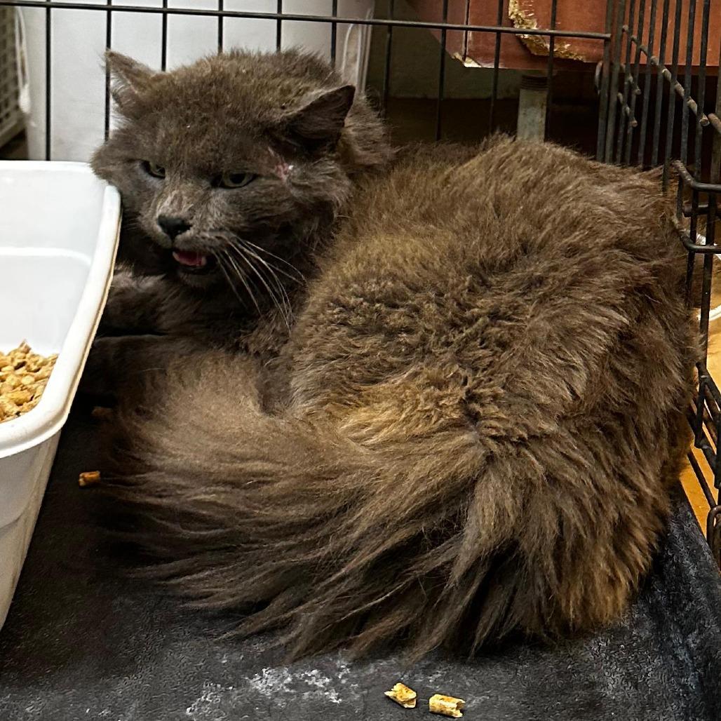 Enlarge Plush, a Adoptable Domestic Long Hair in Gadsden, AL image 3/3