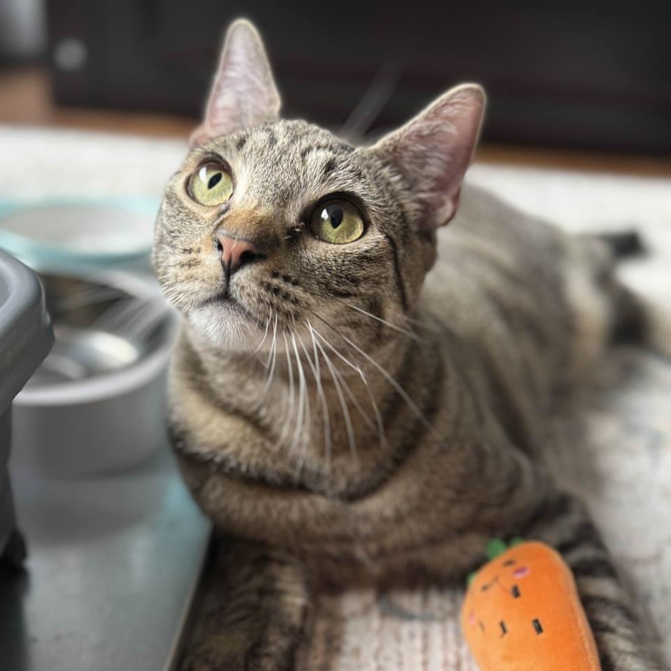 Enlarge Cosmo, an adopted Domestic Short Hair in Weehawken, NJ image 1/6
