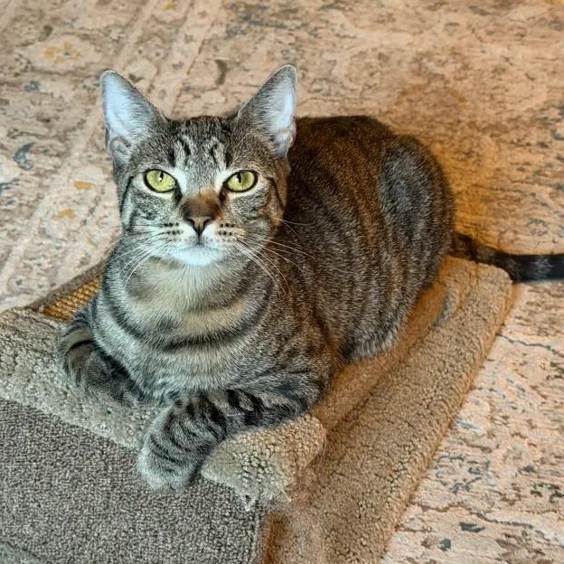 Enlarge Cosmo, an adopted Domestic Short Hair in Weehawken, NJ image 2/6
