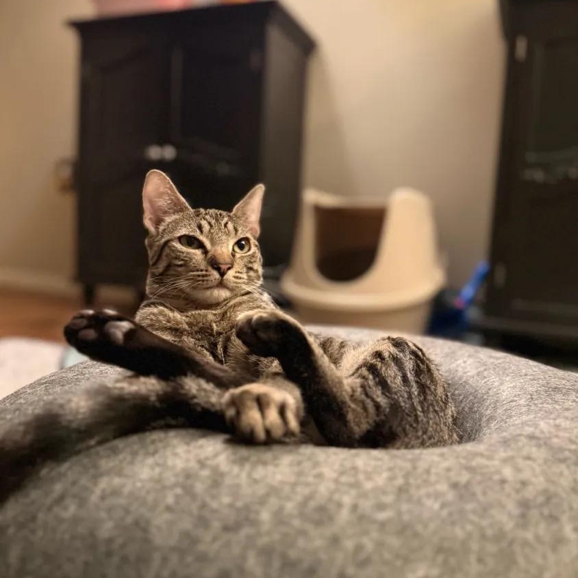 Enlarge Cosmo, an adopted Domestic Short Hair in Weehawken, NJ image 6/6