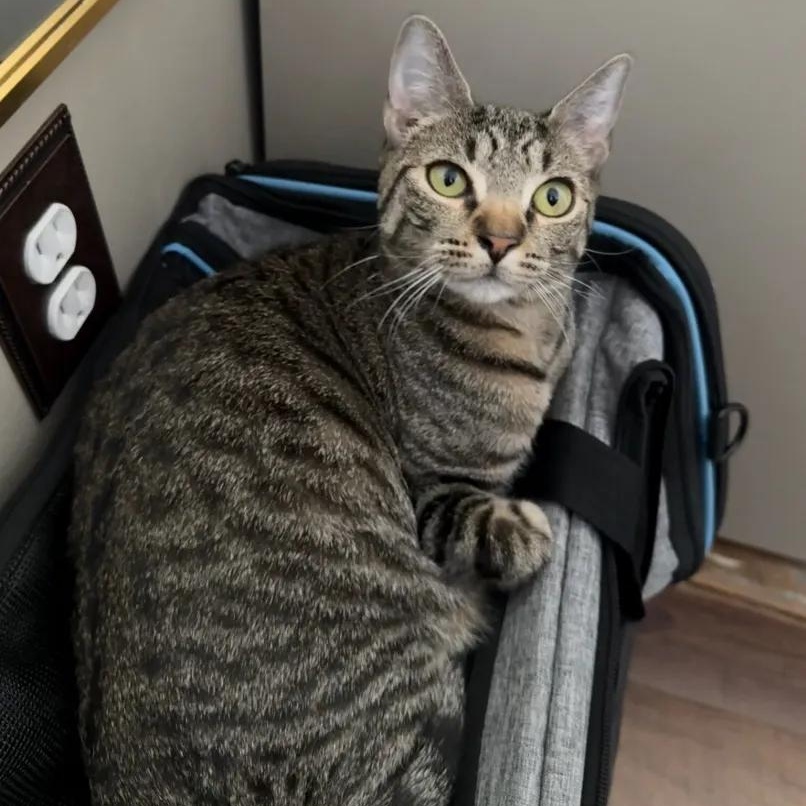 Enlarge Cosmo, an adopted Domestic Short Hair in Weehawken, NJ image 3/6
