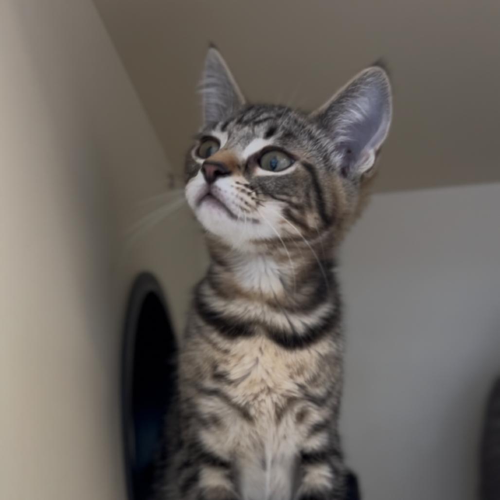 Alice, Adoptable, Kitten Female Domestic Short Hair.
