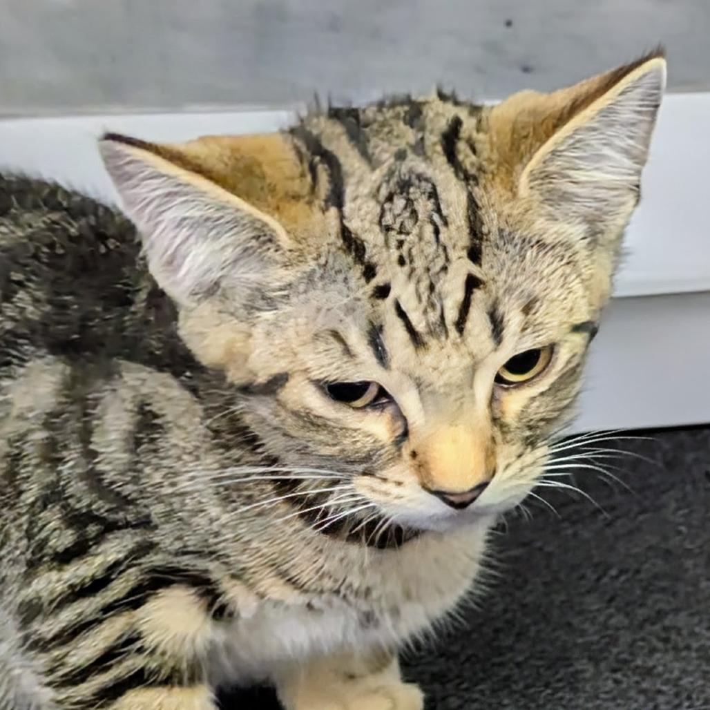 Alice, a Adoptable Domestic Short Hair in Marysville, OH image 2/2