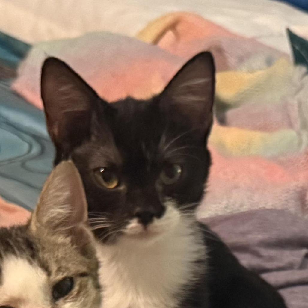 Mai, Adoptable, Kitten Female Domestic Short Hair.