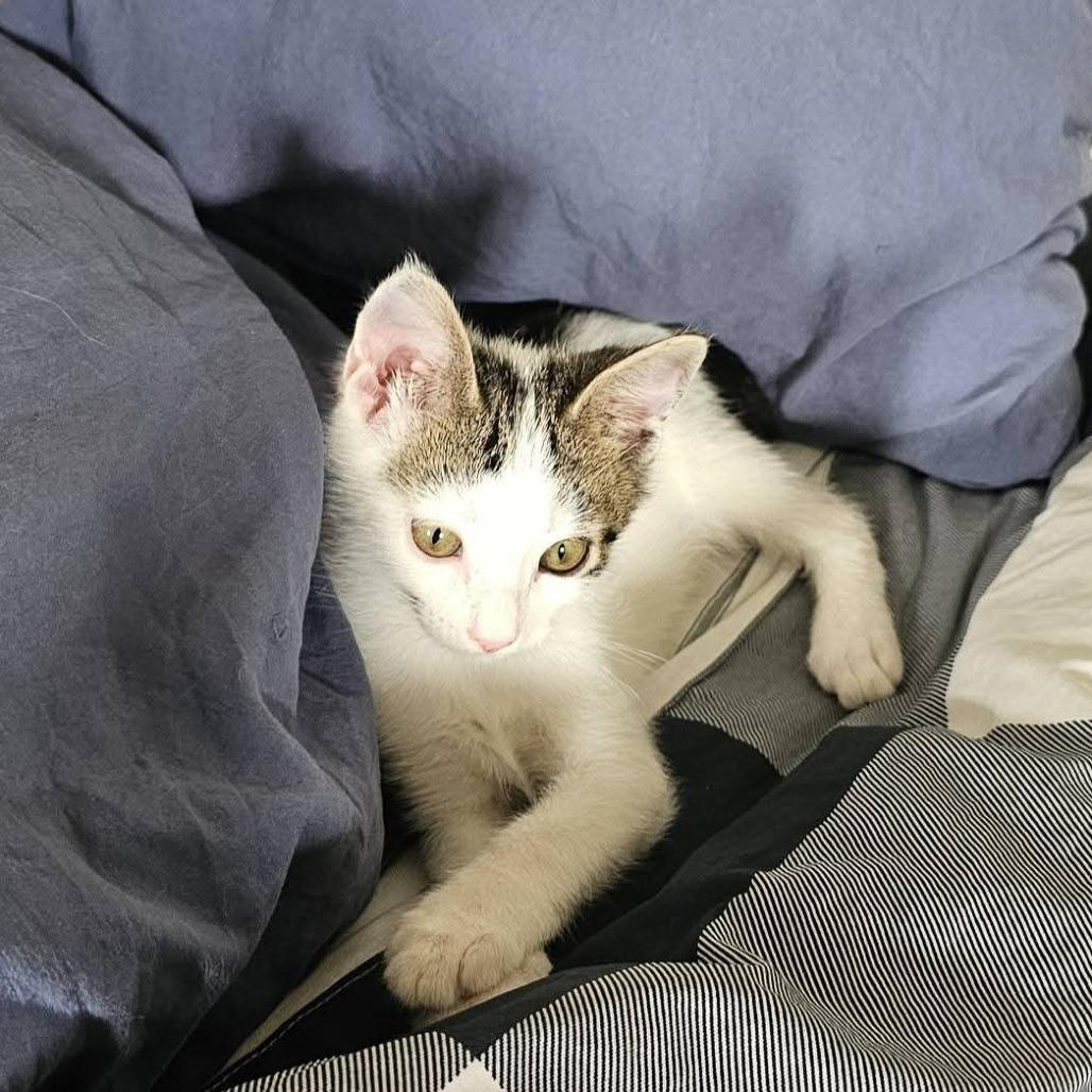 Enlarge Cozmo, a Adoptable Domestic Short Hair in Evensville, TN image 1/6