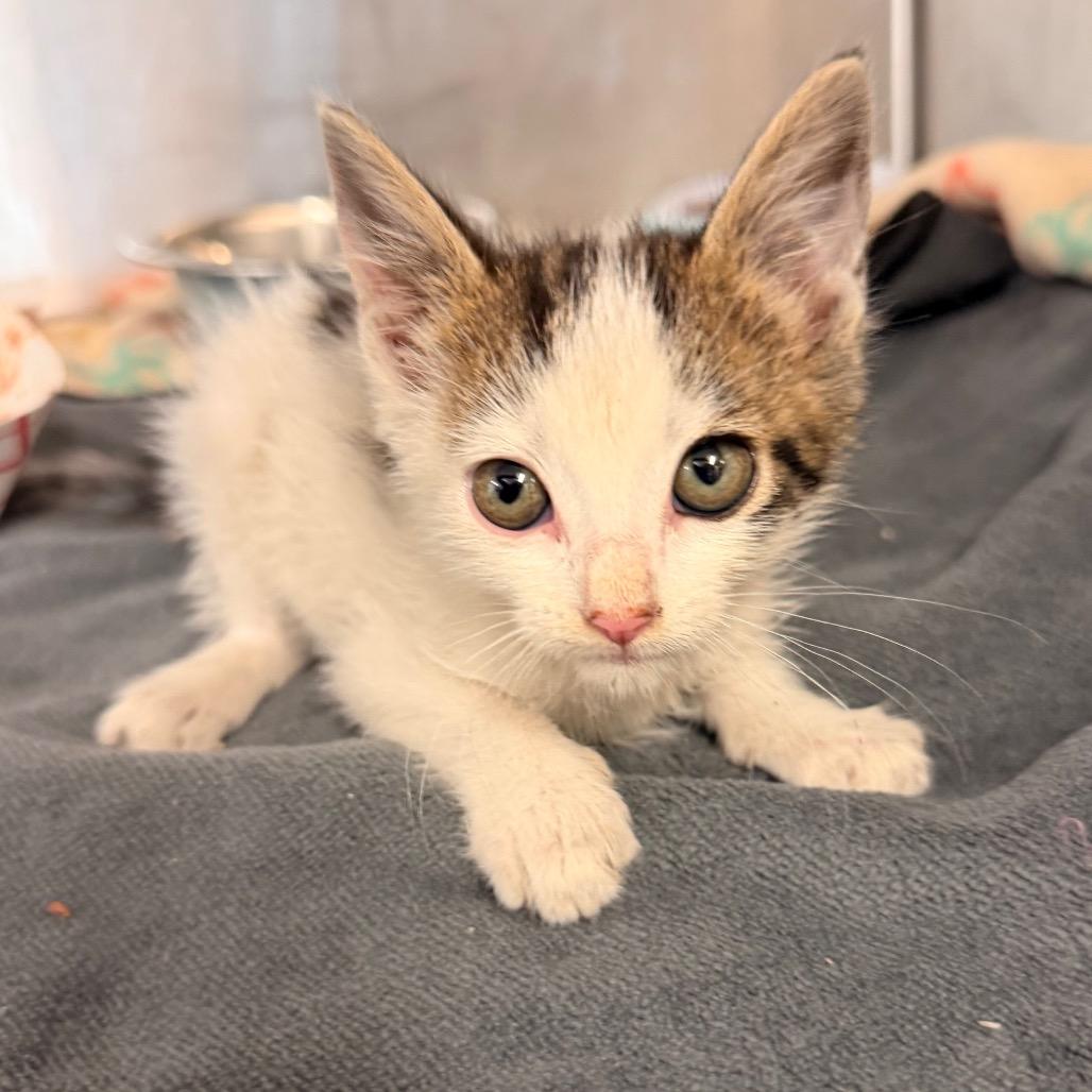 Enlarge Cozmo, a Adoptable Domestic Short Hair in Evensville, TN image 2/6