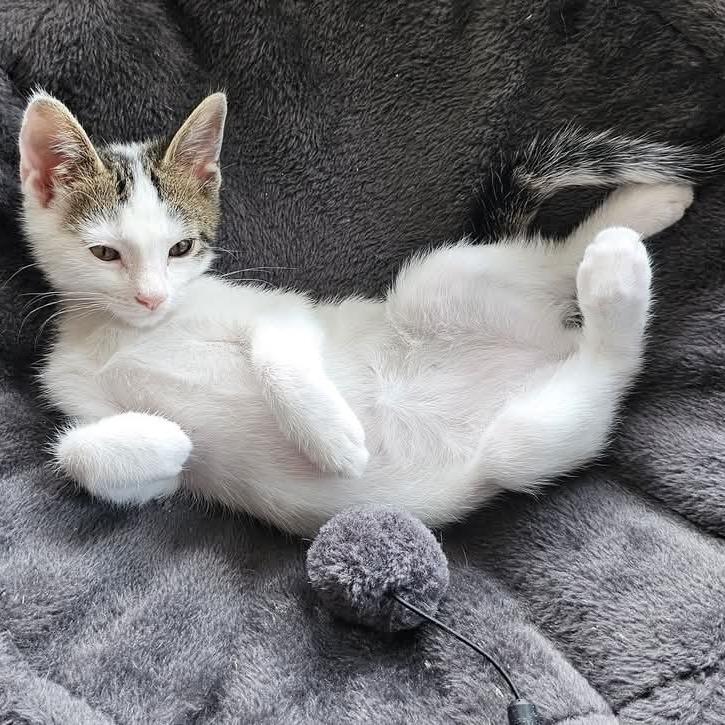 Enlarge Cozmo, a Adoptable Domestic Short Hair in Evensville, TN image 3/6