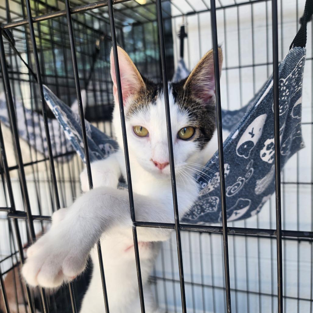 Enlarge Cozmo, a Adoptable Domestic Short Hair in Evensville, TN image 5/6