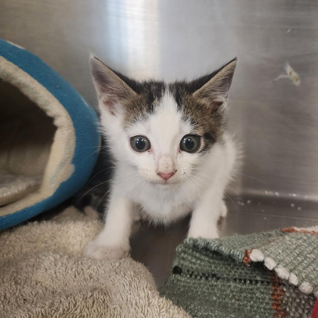 Enlarge Cozmo, a Adoptable Domestic Short Hair in Evensville, TN image 6/6