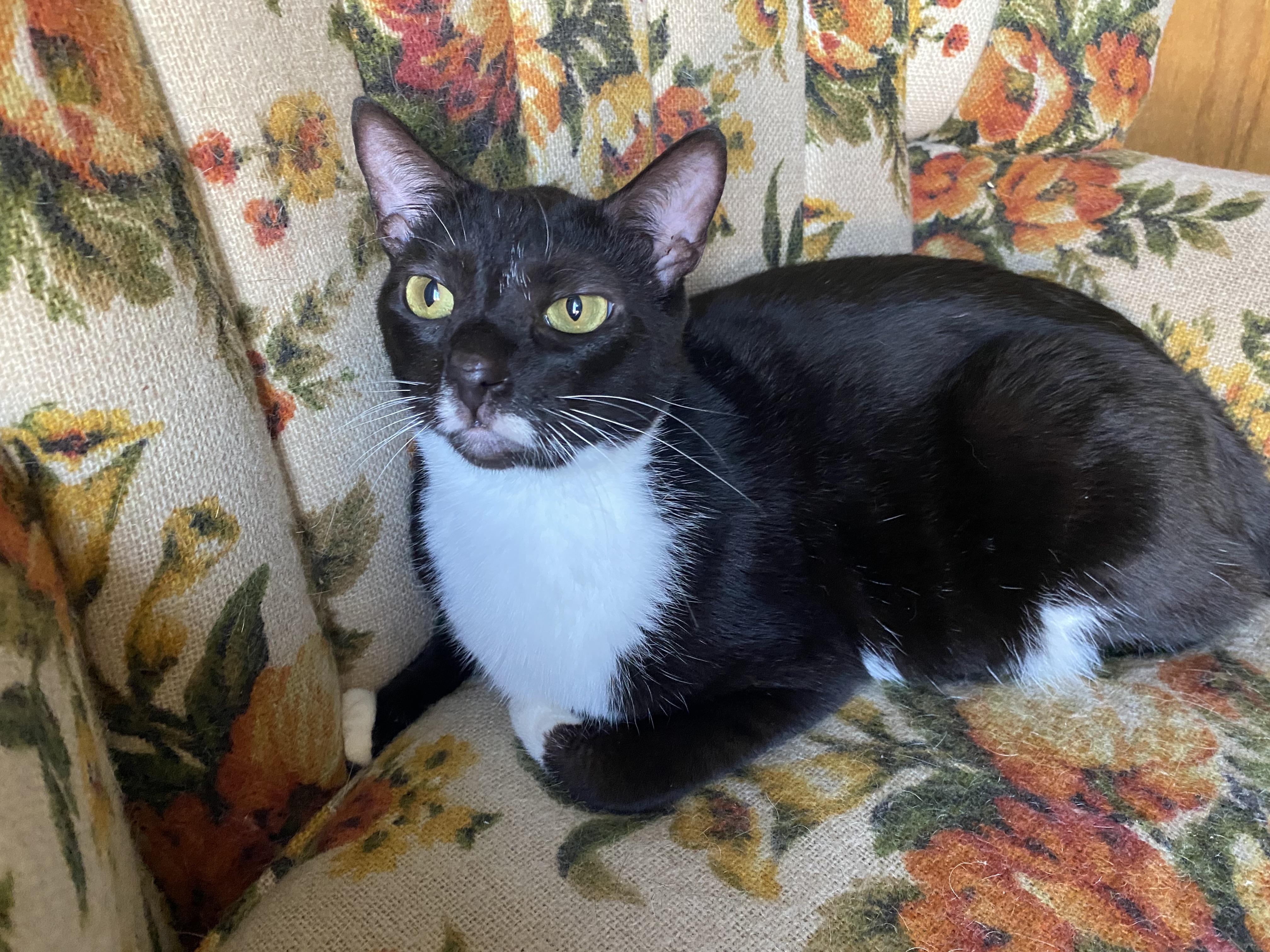 Rosemary, a Adoptable American Shorthair in Vallejo, CA image 3/6