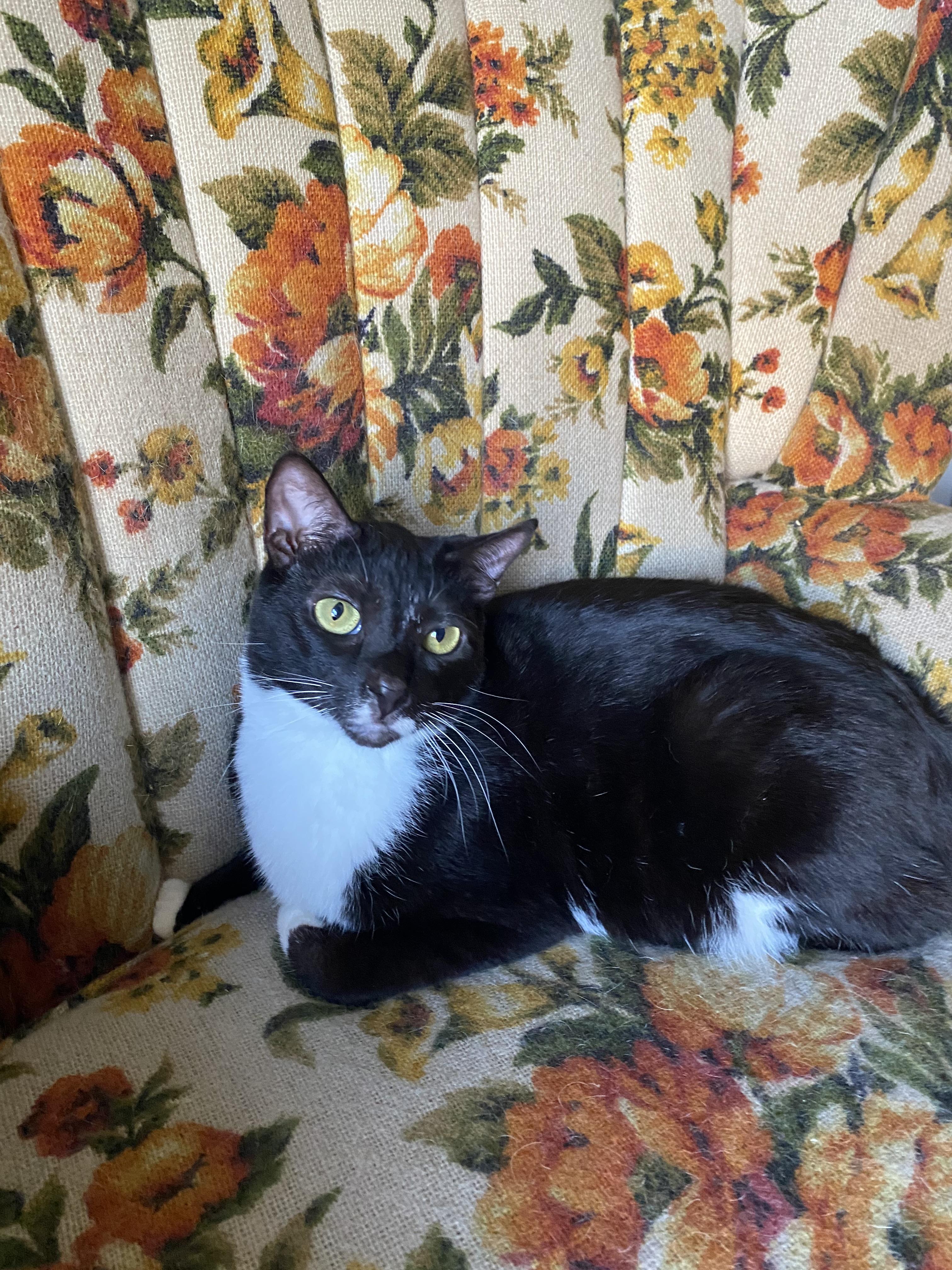 Rosemary, a Adoptable American Shorthair in Vallejo, CA image 6/6