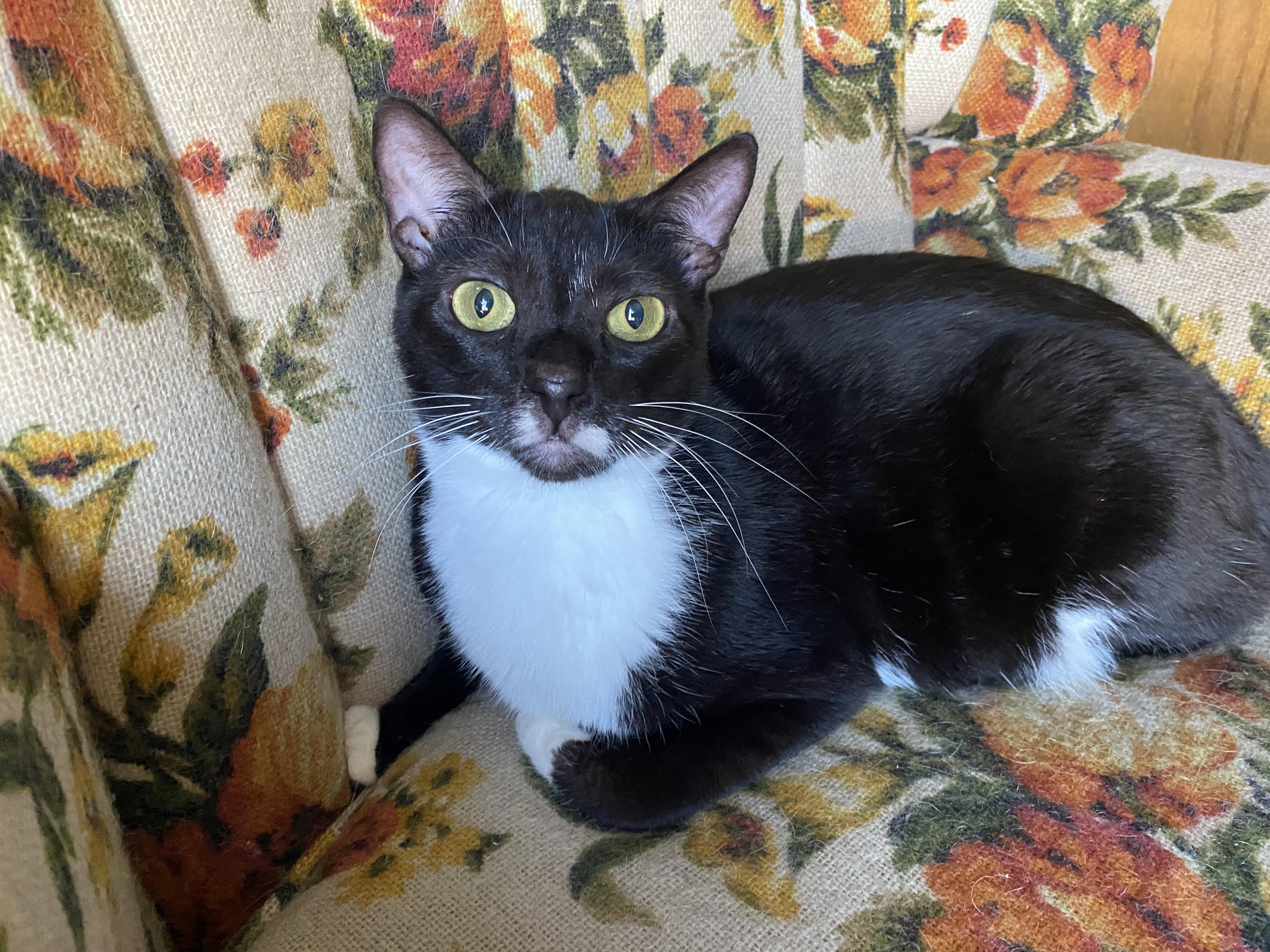 Rosemary, a Adoptable American Shorthair in Vallejo, CA image 2/6