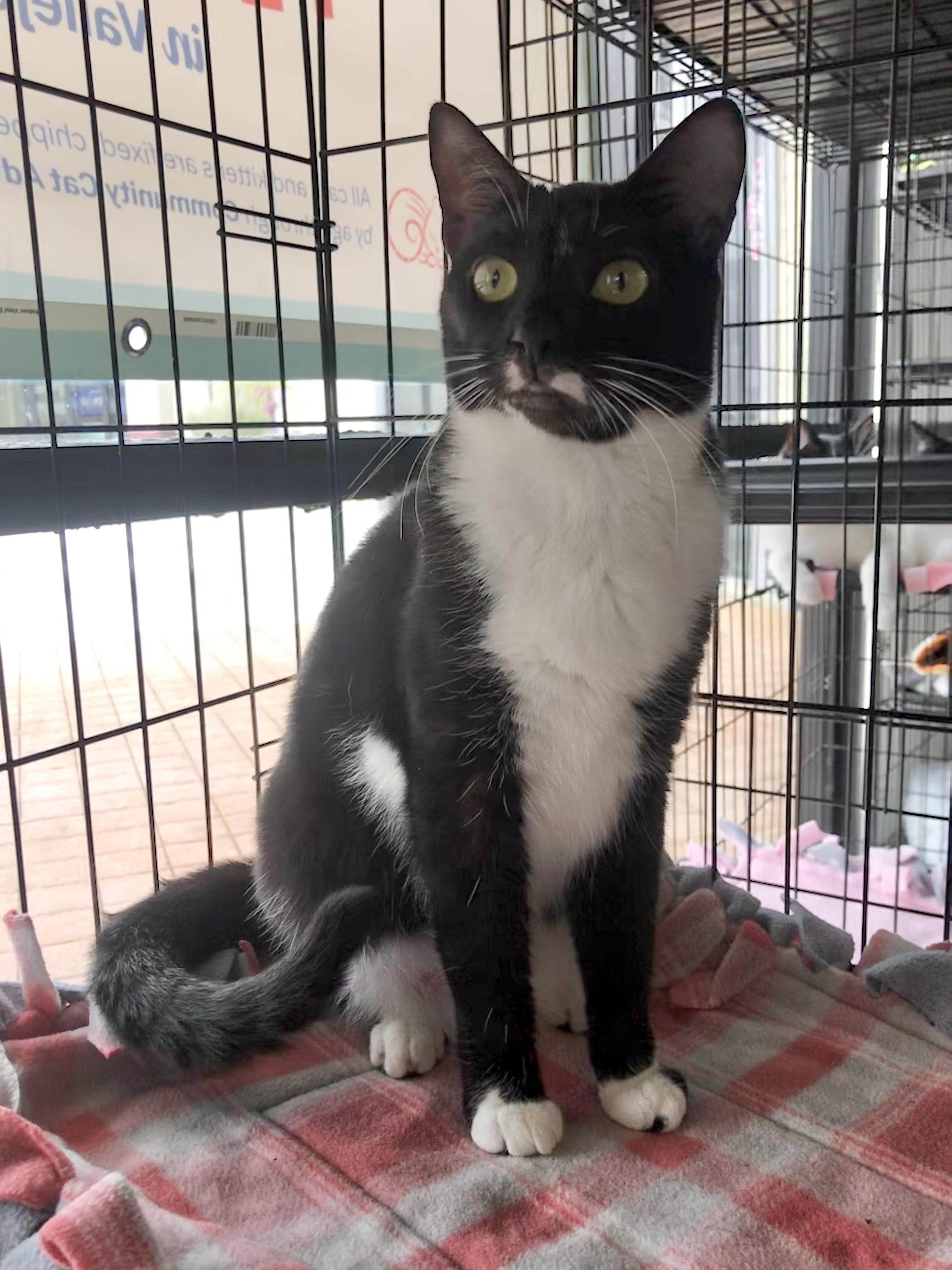 Rosemary, a Adoptable American Shorthair in Vallejo, CA image 5/6