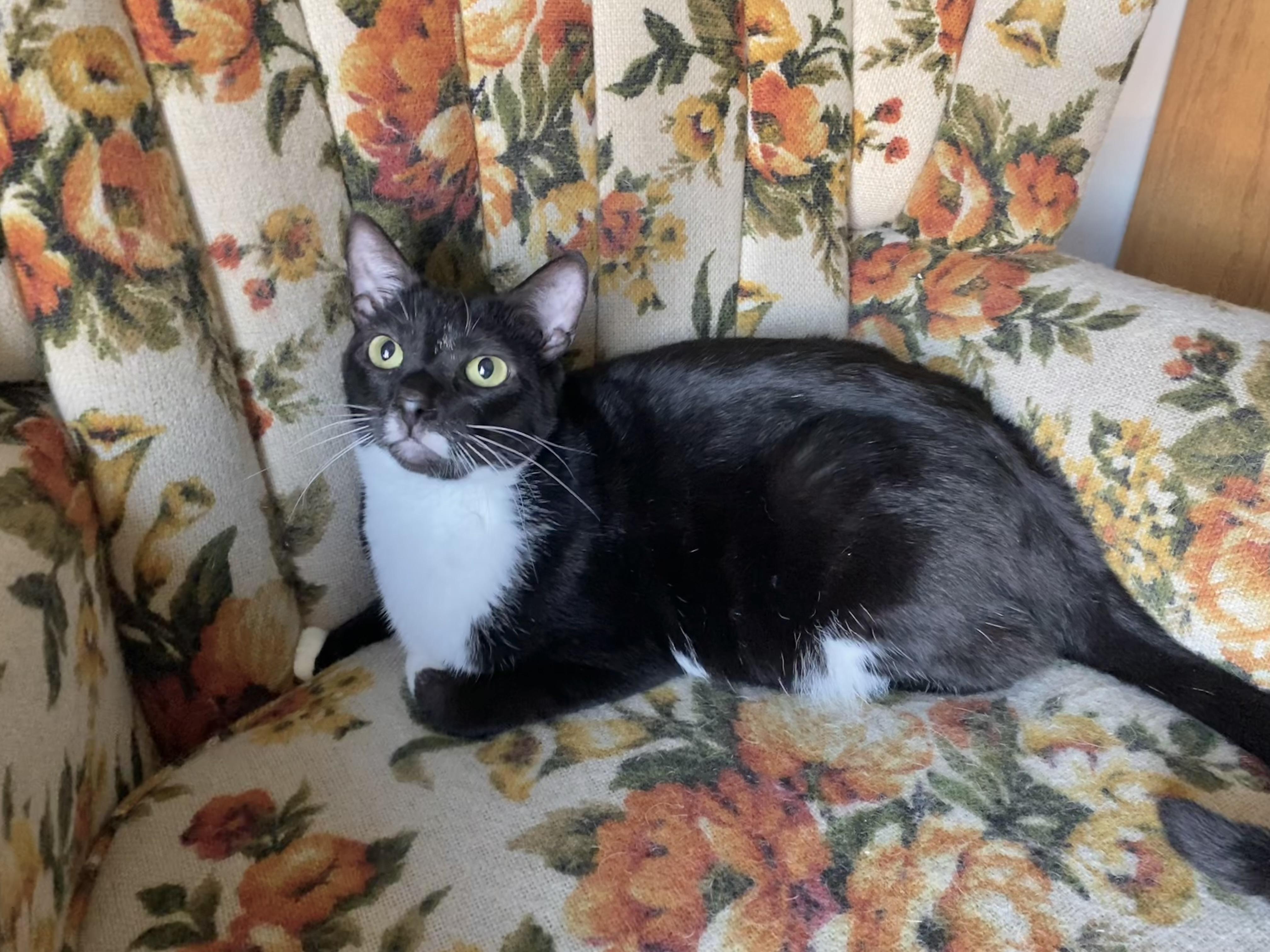 Rosemary, a Adoptable American Shorthair in Vallejo, CA image 1/6