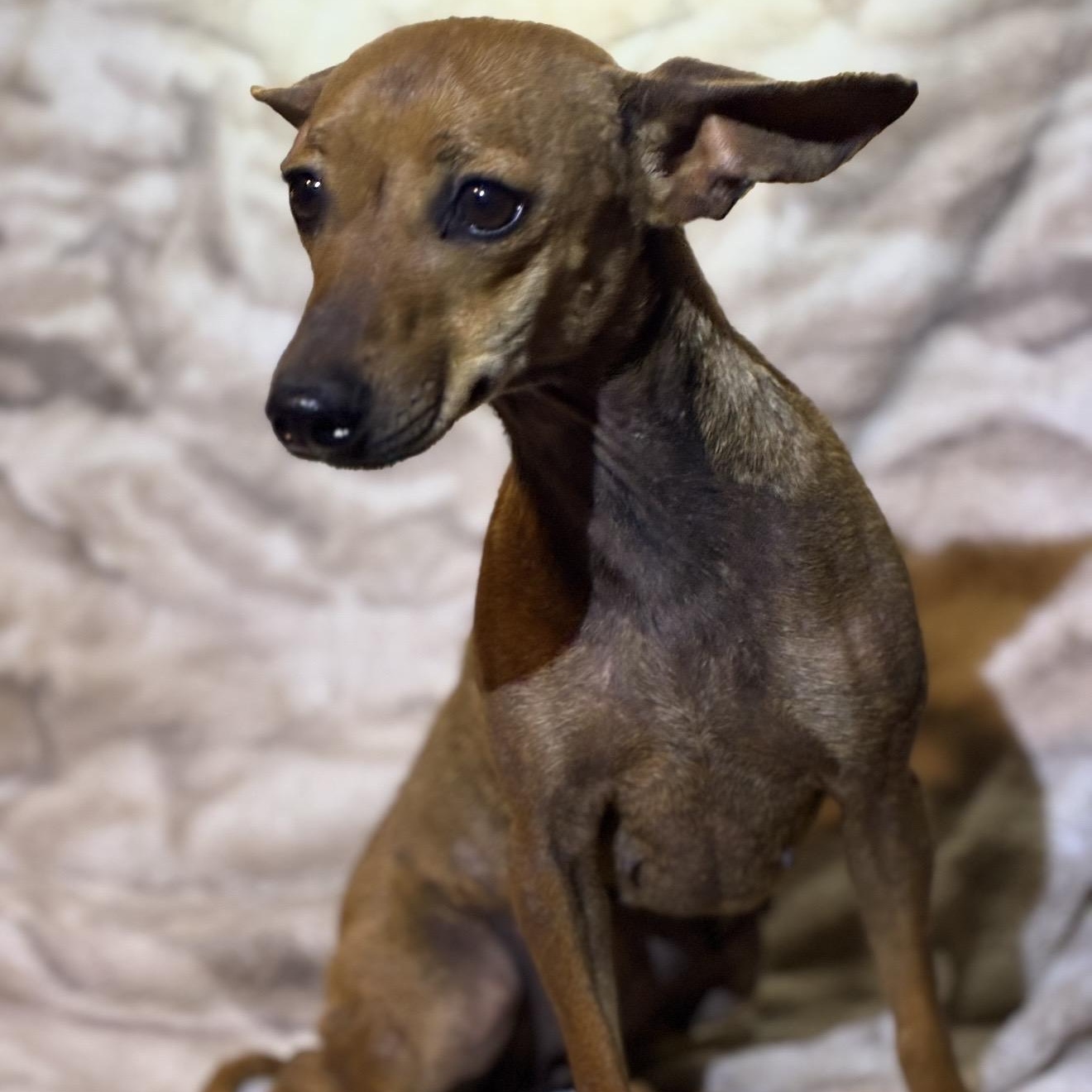 Enchilada, a ADOPTABLE mixed breed in Pelham, NH image 3/6