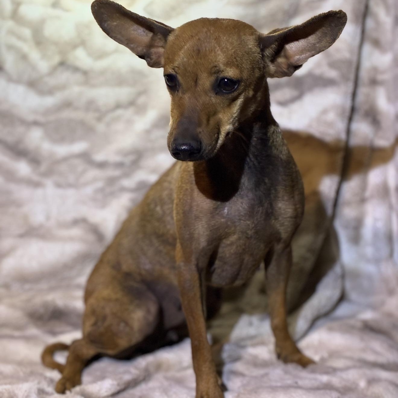 Enchilada, a ADOPTABLE mixed breed in Pelham, NH image 6/6
