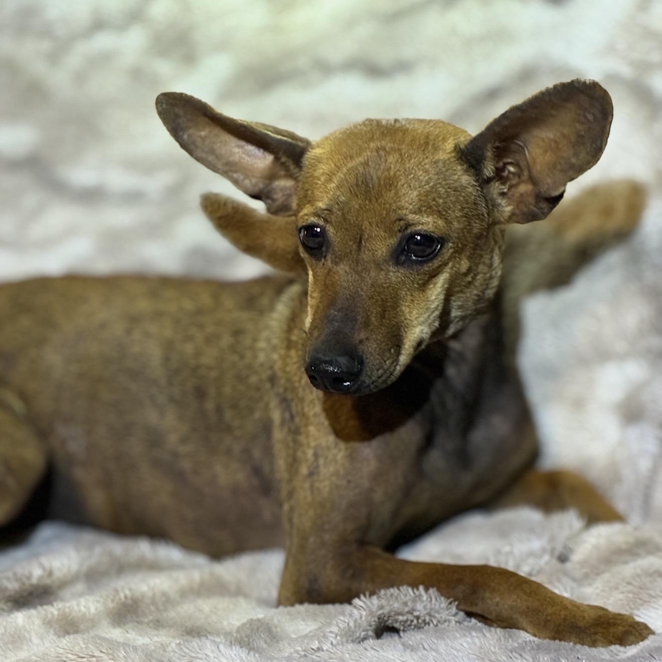 Enchilada, a ADOPTABLE mixed breed in Pelham, NH image 4/6