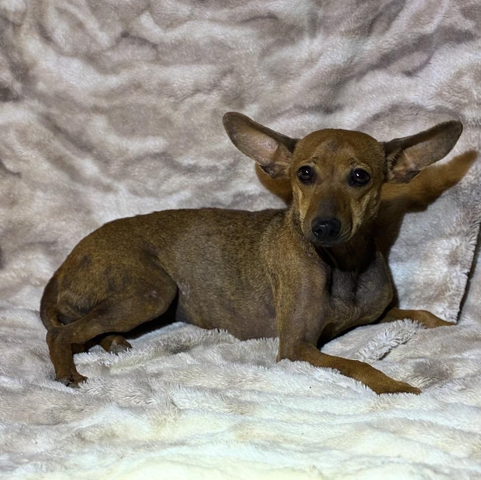 Enchilada, a ADOPTABLE mixed breed in Pelham, NH image 2/6
