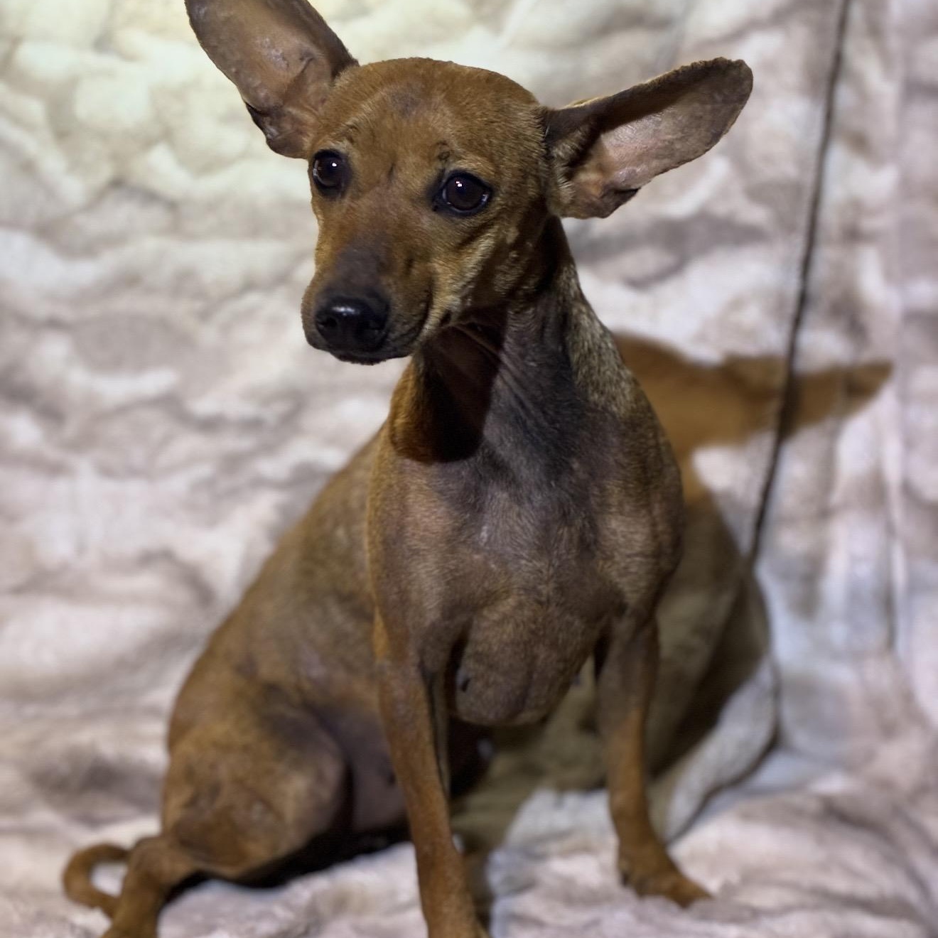 Enchilada, a ADOPTABLE mixed breed in Pelham, NH image 1/6