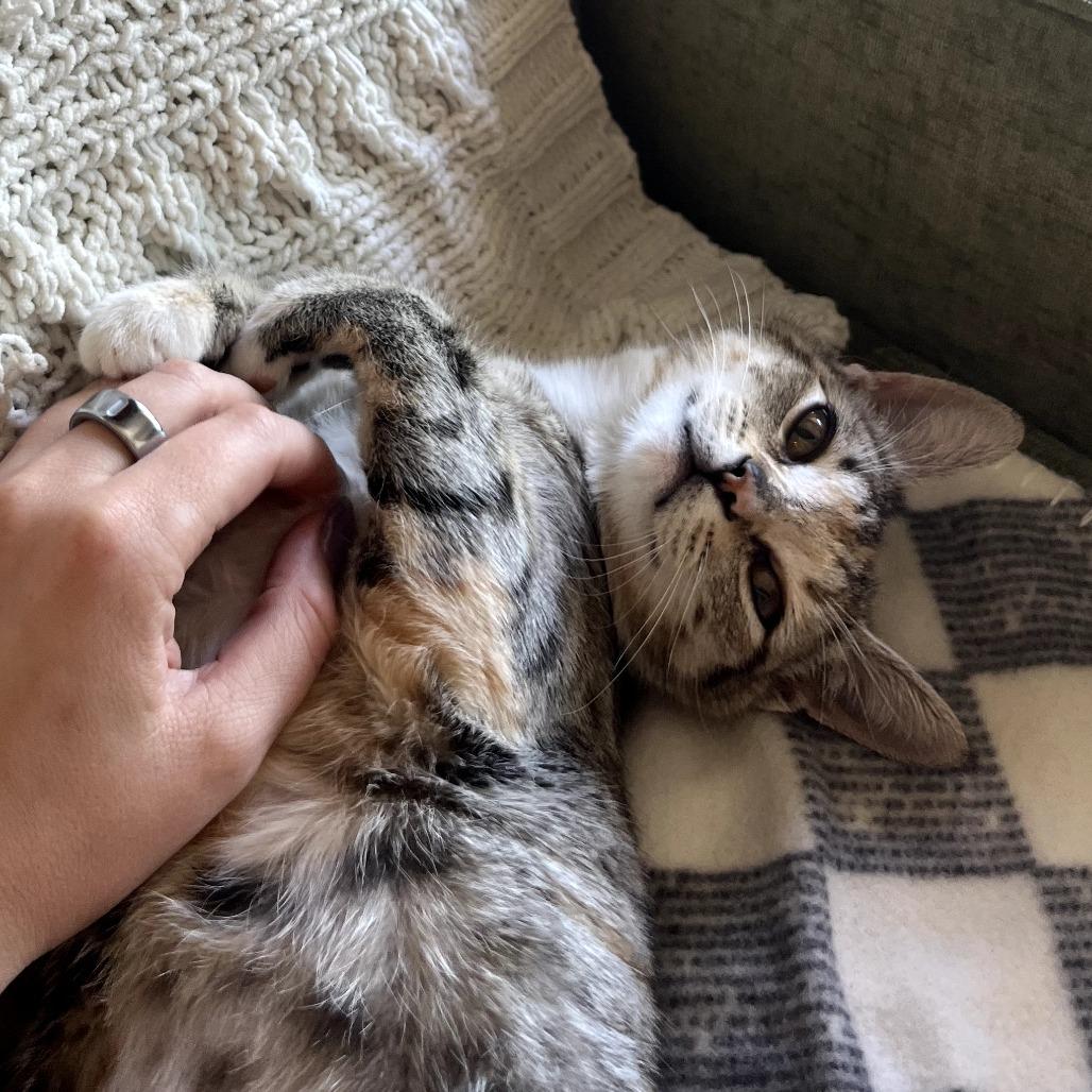 Toast — thumbnail 2