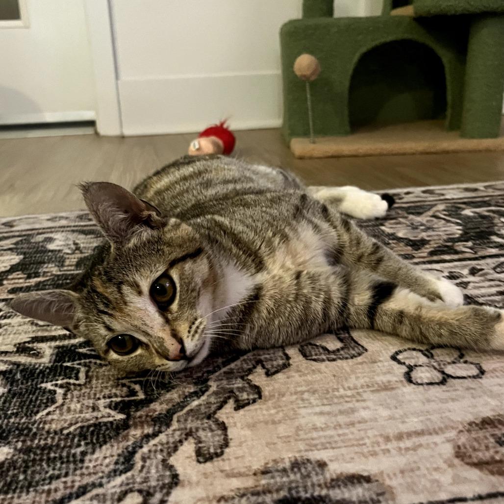 Toast — thumbnail 3