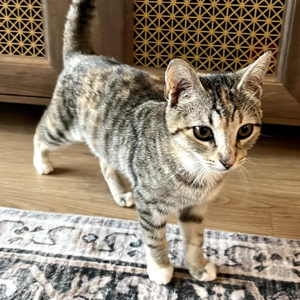 Toast — thumbnail 4