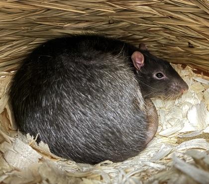 Buddy, adopted, Young Male Rat.