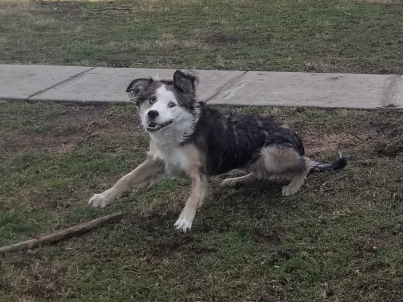 Enlarge Link, a Adoptable mixed breed in Columbus, IN image 1/3