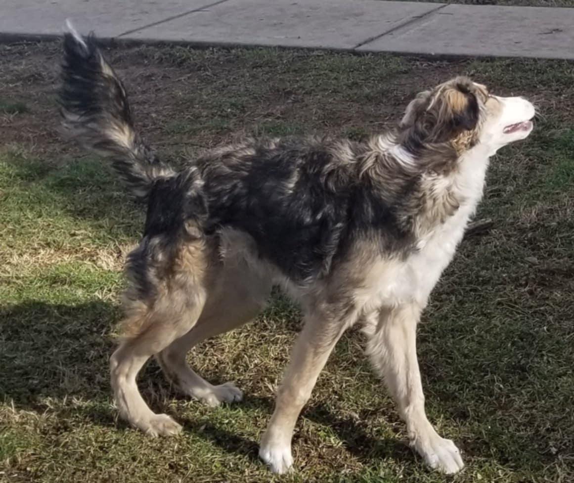 Enlarge Link, a Adoptable mixed breed in Columbus, IN image 2/3