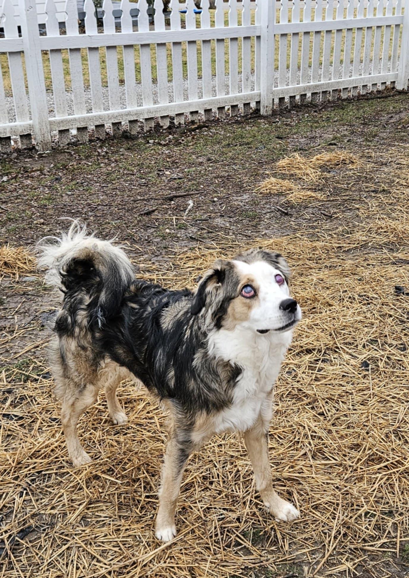 Enlarge Link, a Adoptable mixed breed in Columbus, IN image 3/3