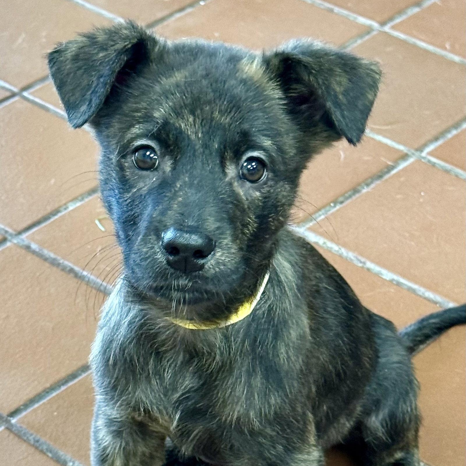 Cedar, a Adoptable Shepherd in Lake Hopatcong, NJ image 1/3