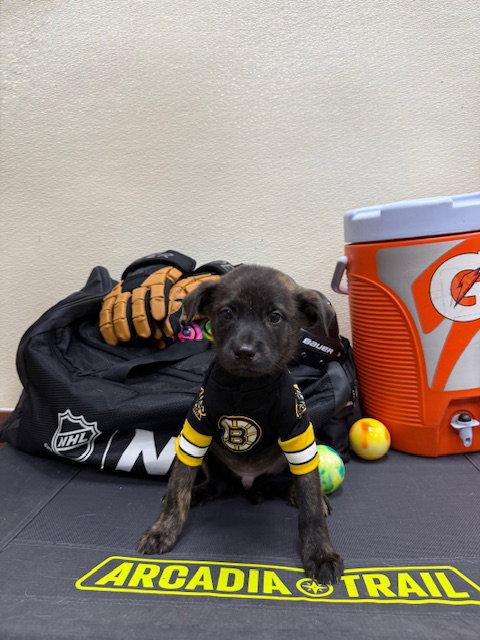 Cedar, Adoptable, Puppy Male Shepherd.