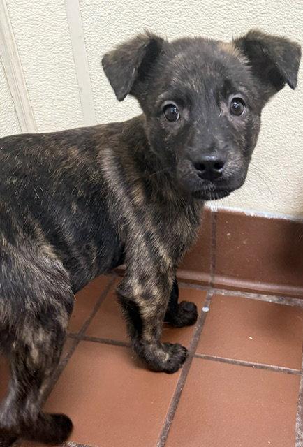 Cedar, a Adoptable Shepherd in Lake Hopatcong, NJ image 2/3