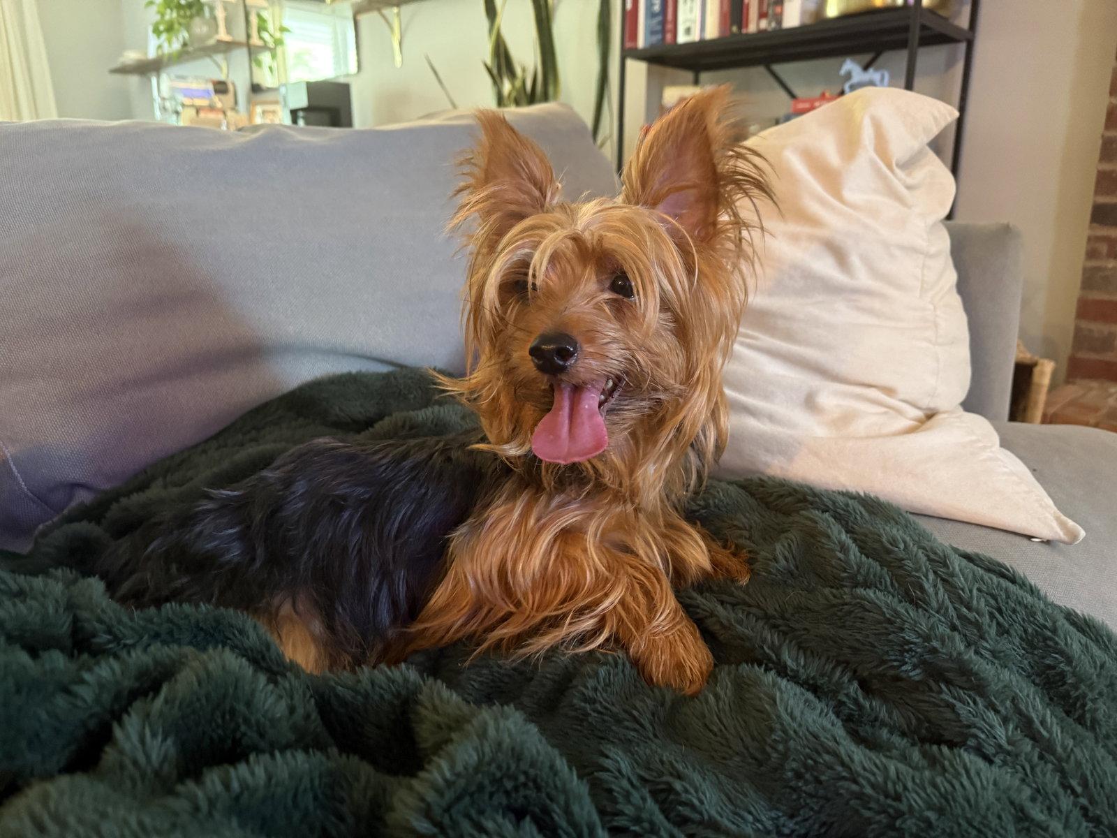 Enlarge Clive York, a Adoptable Yorkshire Terrier in Alpharetta, GA image 1/3