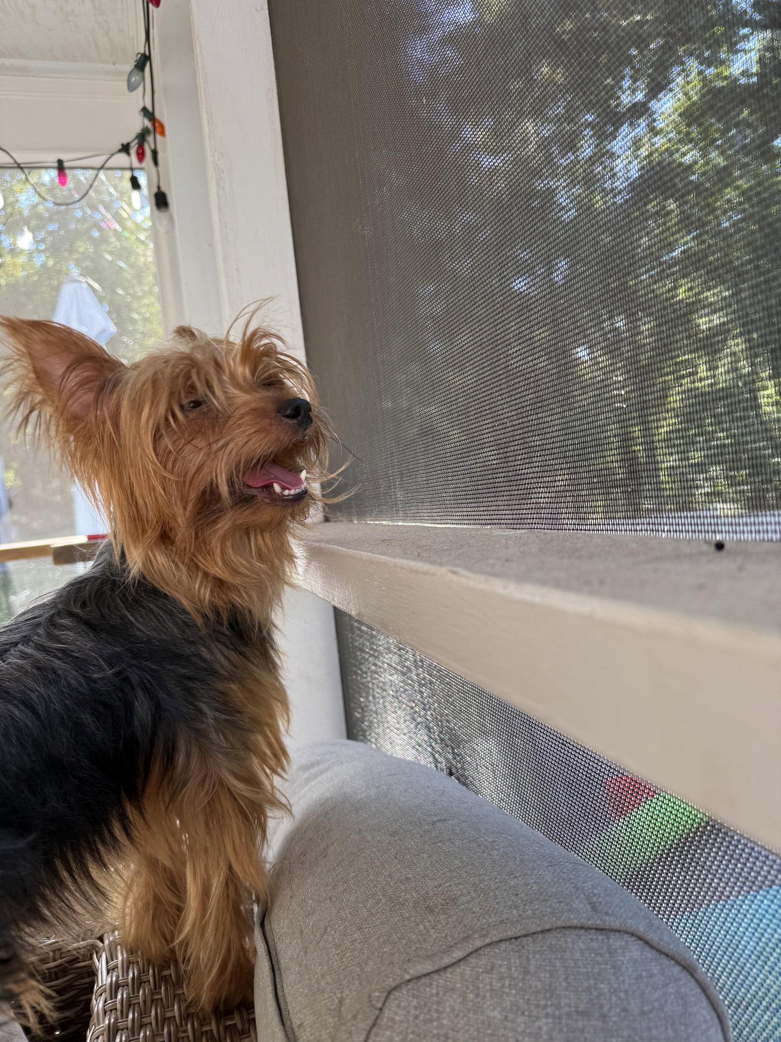 Enlarge Clive York, a Adoptable Yorkshire Terrier in Alpharetta, GA image 2/3