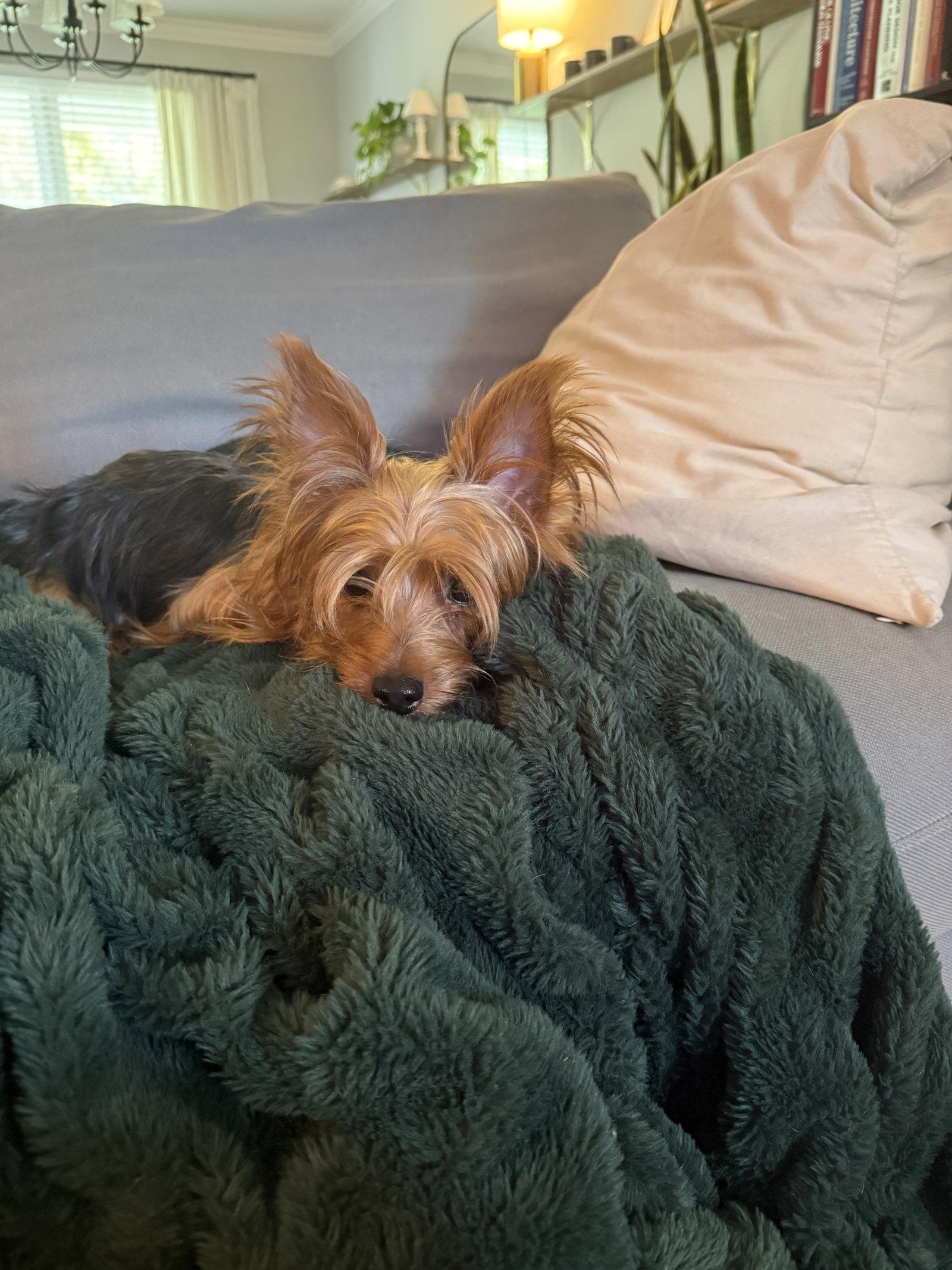 Enlarge Clive York, a Adoptable Yorkshire Terrier in Alpharetta, GA image 3/3