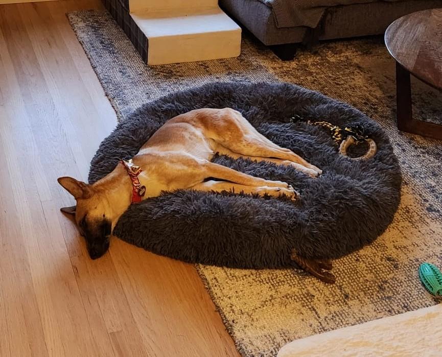 Mona, a ADOPTABLE mixed breed in Calgary, AB image 3/5