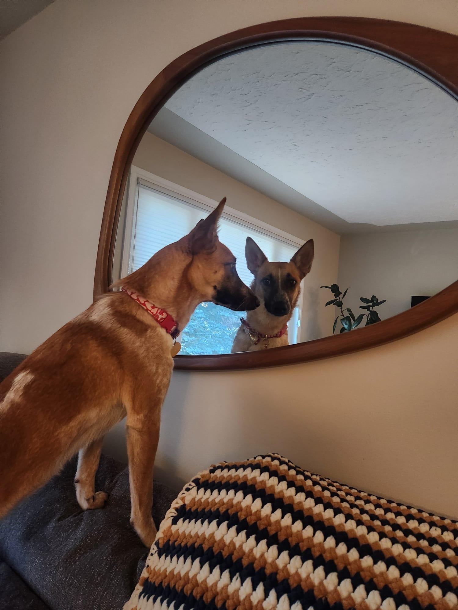 Mona, a ADOPTABLE mixed breed in Calgary, AB image 2/5