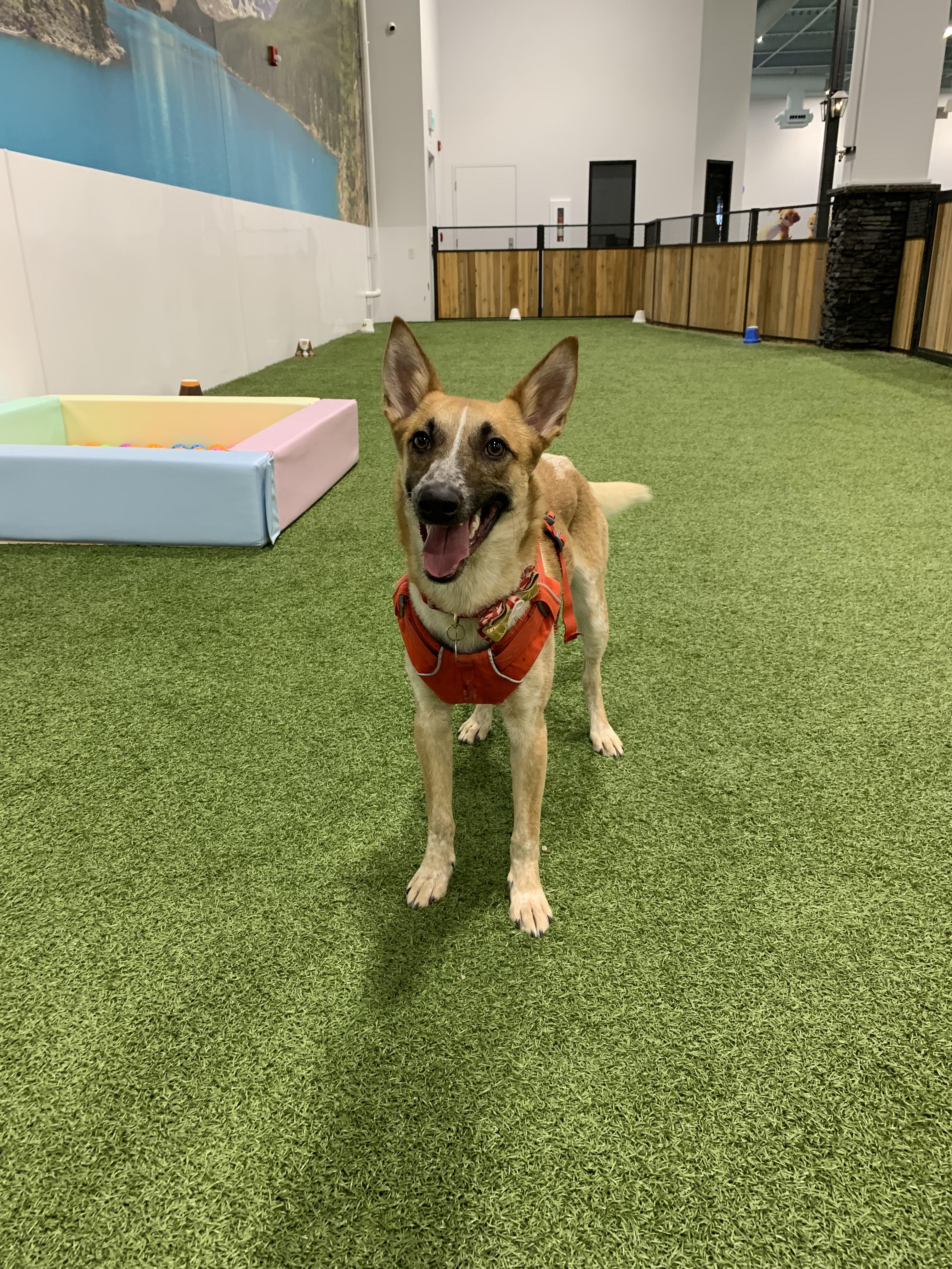 Mona, a ADOPTABLE mixed breed in Calgary, AB image 1/5