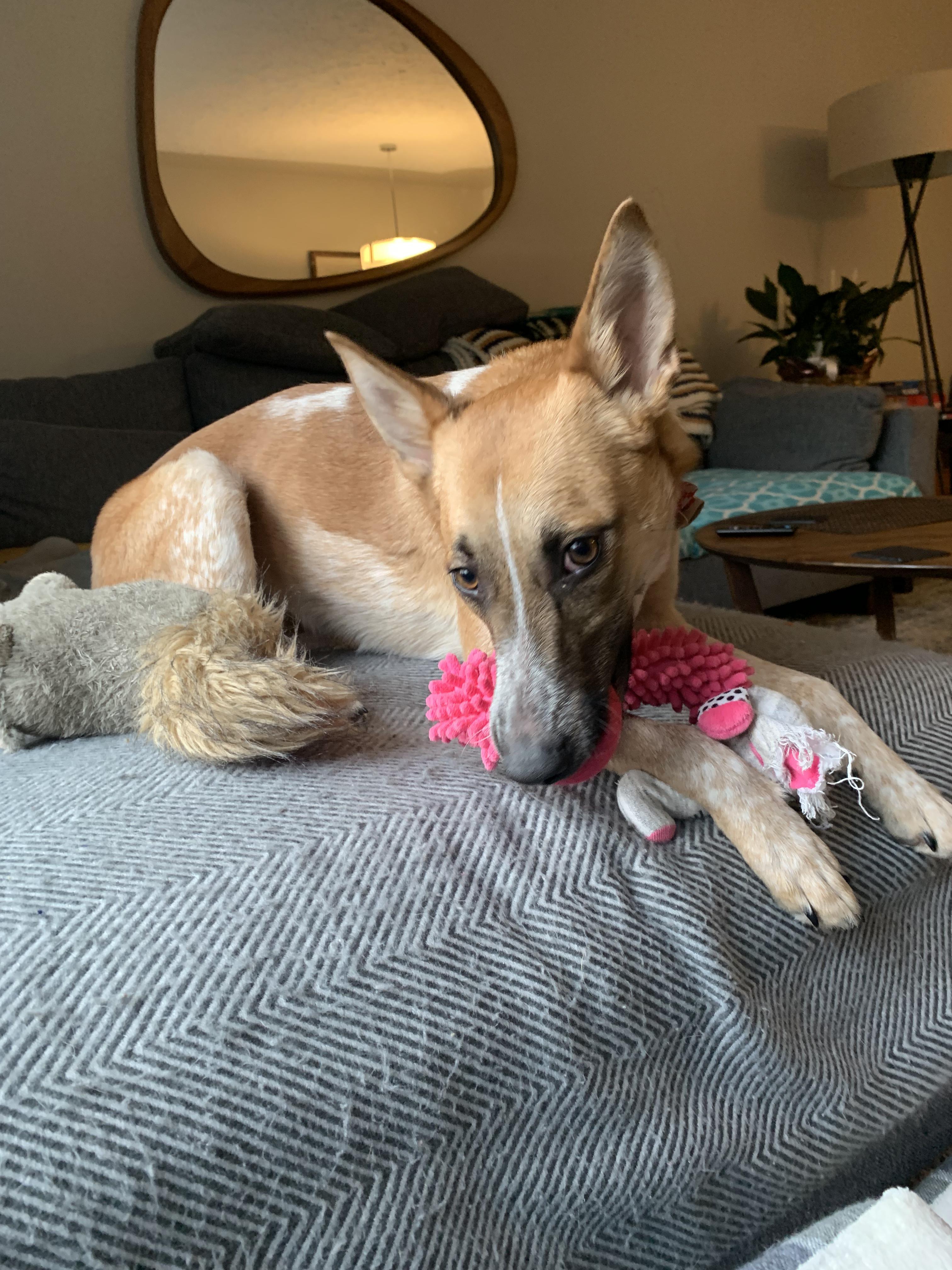 Mona, a ADOPTABLE mixed breed in Calgary, AB image 4/5