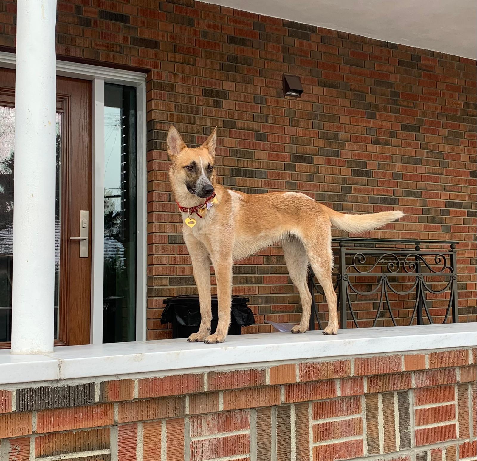 Mona, ADOPTABLE, Adult Female Australian Cattle Dog / Blue Heeler.