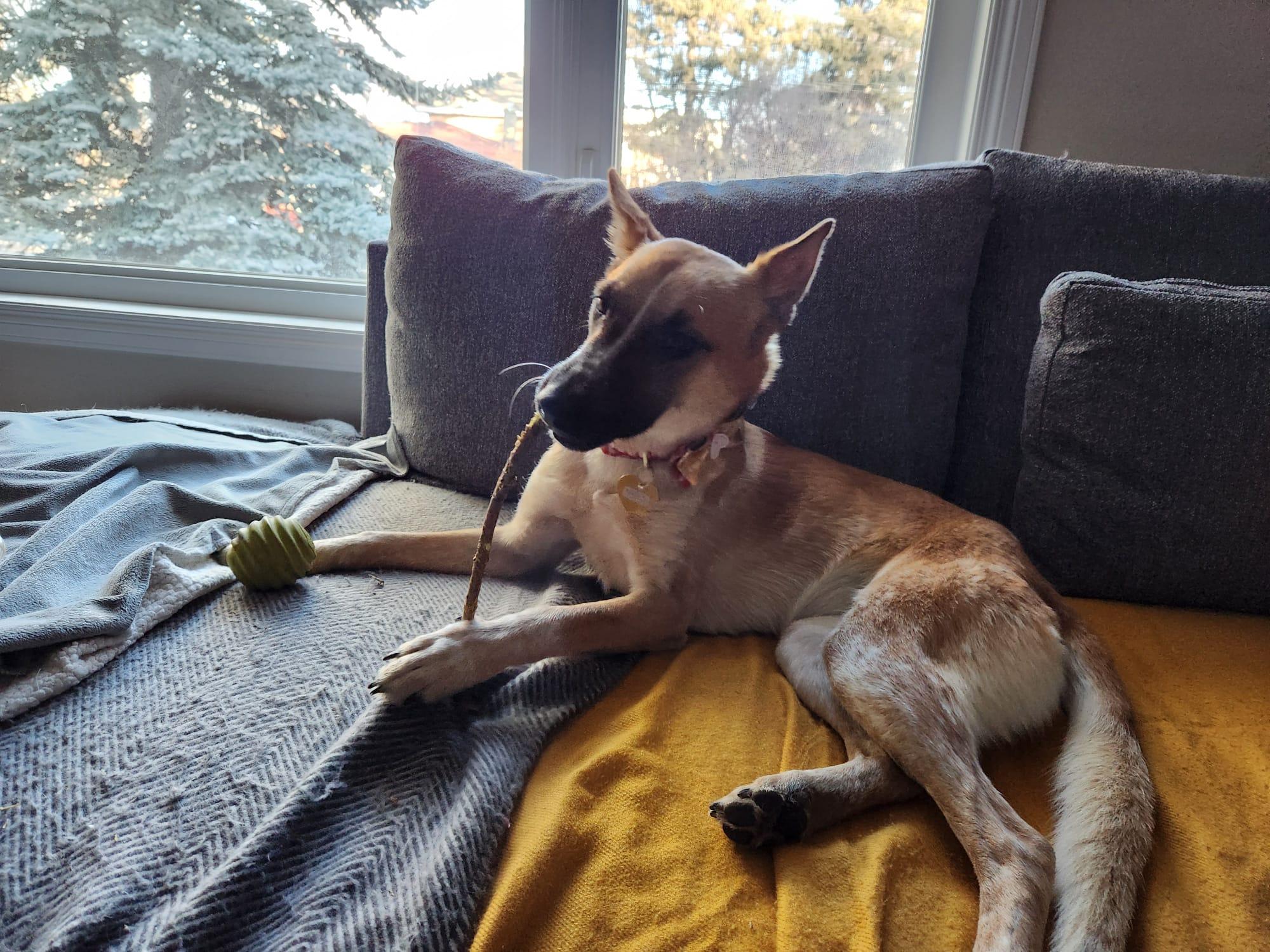 Mona, a ADOPTABLE mixed breed in Calgary, AB image 5/5