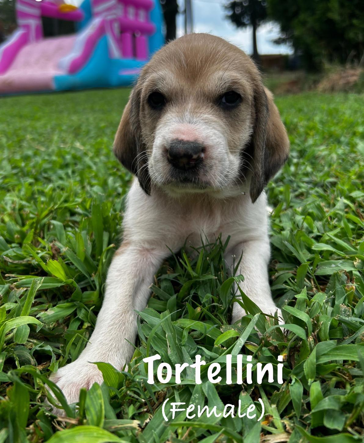 Olive Garden Litter- 3 Males & 3 Females photo 4