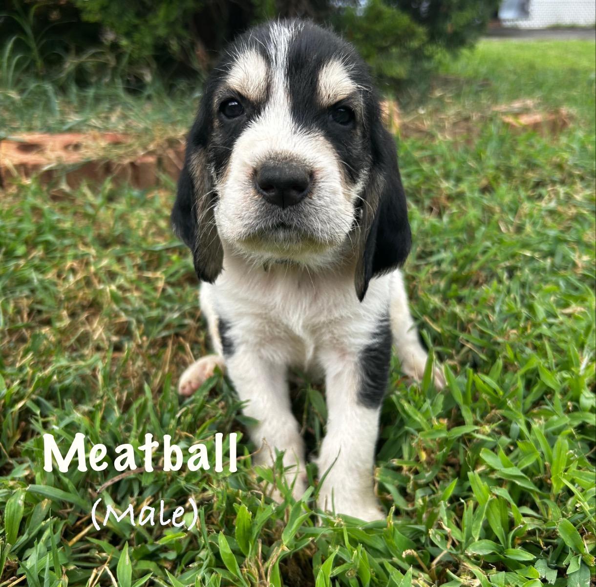 Olive Garden Litter- 3 Males & 3 Females, Baby Male unknown