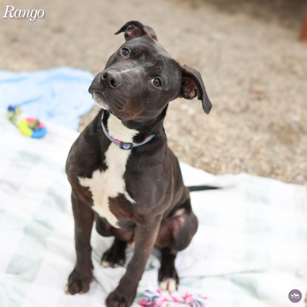 Enlarge Rango, a Adoptable mixed breed in Hopkinton, MA image 1/4