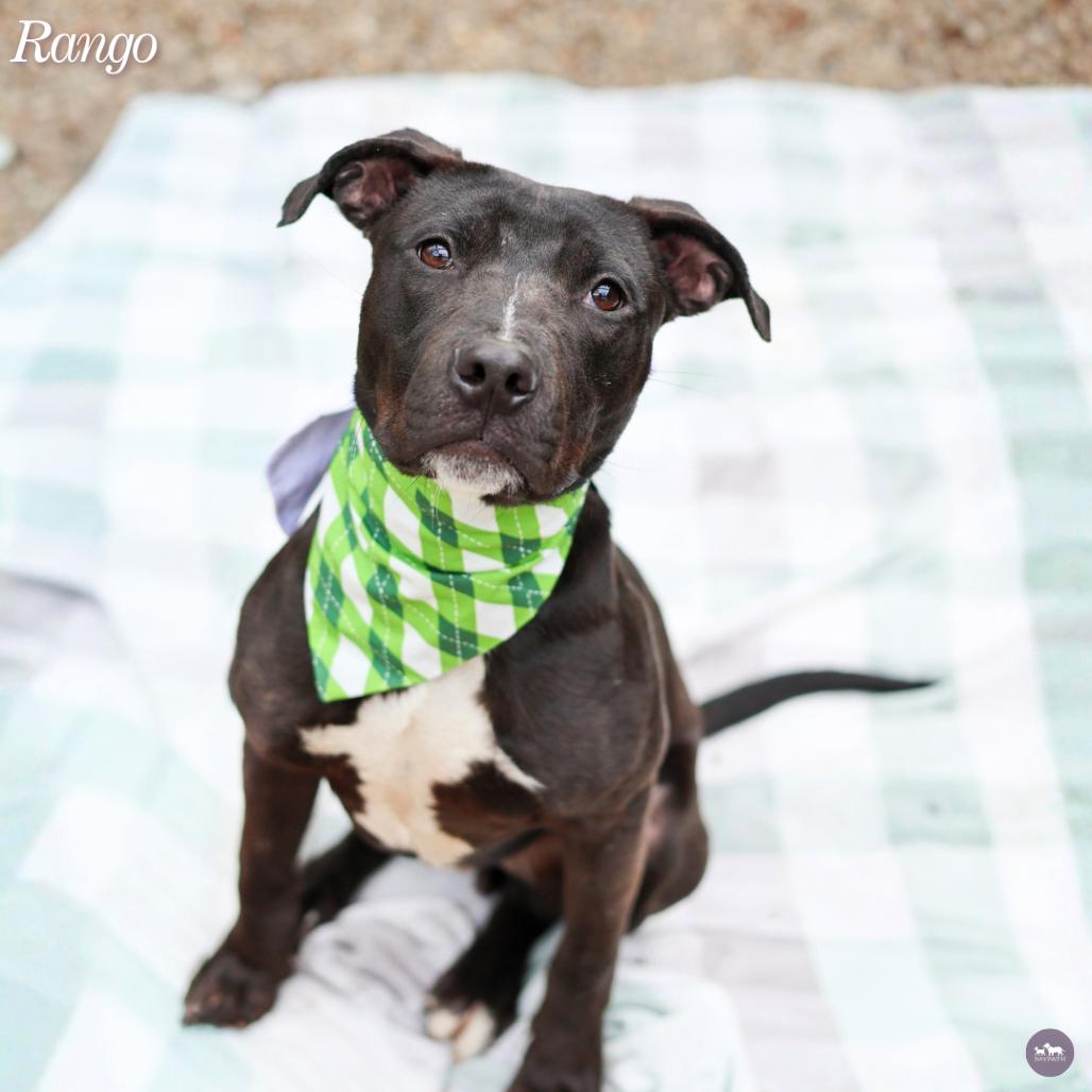Enlarge Rango, a Adoptable mixed breed in Hopkinton, MA image 2/4
