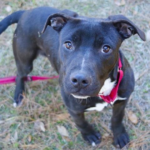 Enlarge Rango, a Adoptable mixed breed in Hopkinton, MA image 3/4