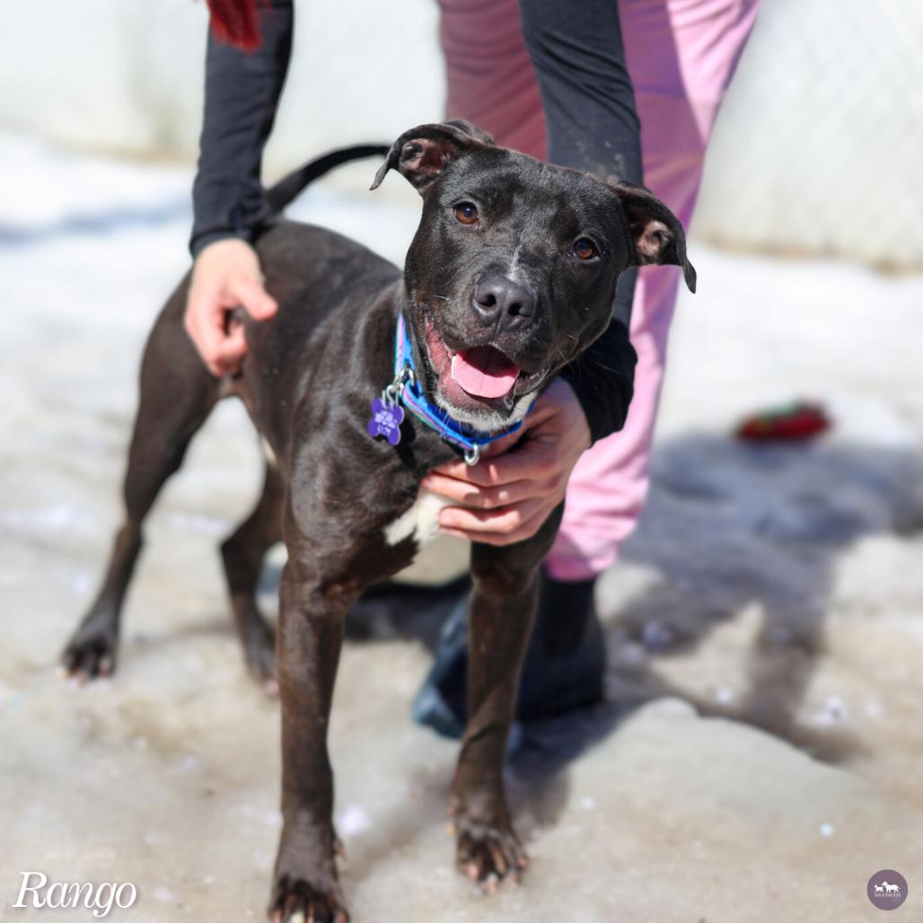 Enlarge Rango, a Adoptable mixed breed in Hopkinton, MA image 4/4