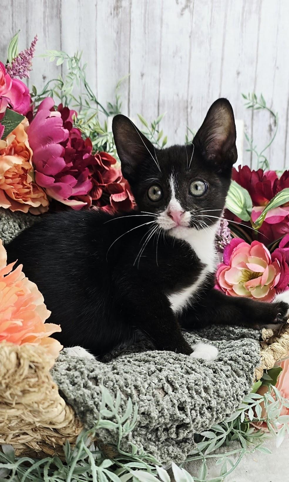 Enlarge Vinnie AKA My Cousin Vinnie, a Adoptable Domestic Short Hair in Rocky Hill, CT image 5/5