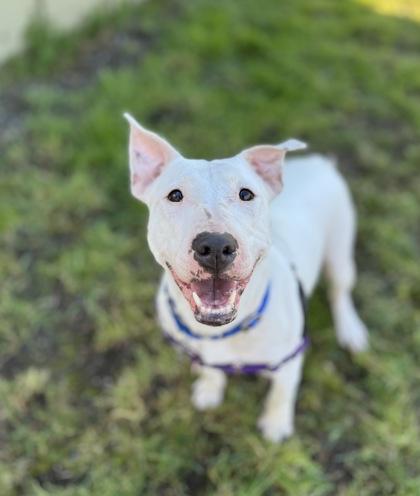 Zero, Adoptable, Adult Female Bull Terrier & Mixed Breed.